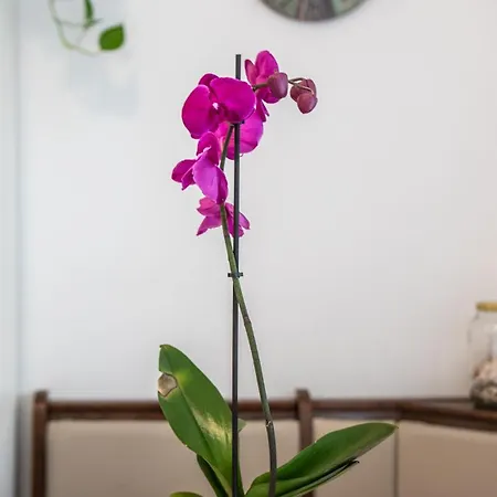 Apartment Cozy Mendula Medulin
