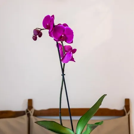 Cozy Mendula Medulin