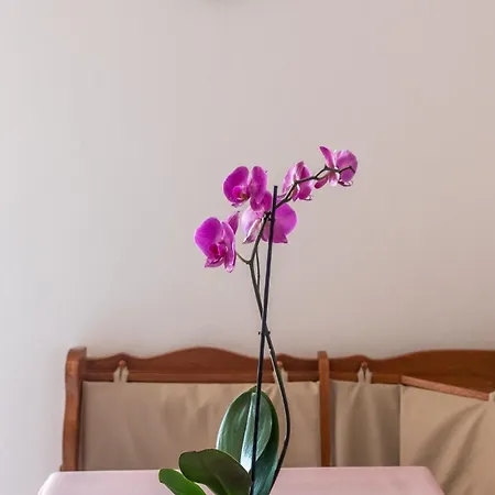 Apartment Cozy Mendula