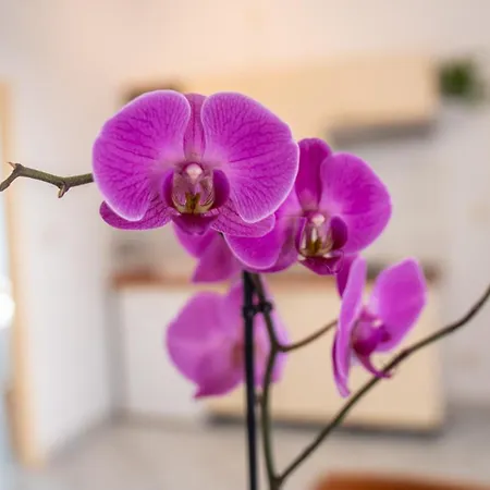 Apartment Cozy Mendula Medulin