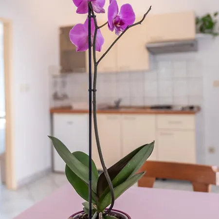 Apartment Cozy Mendula